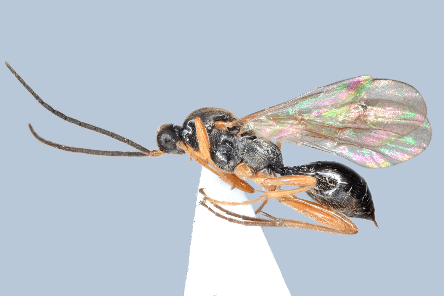 Phaneroserphus calcar